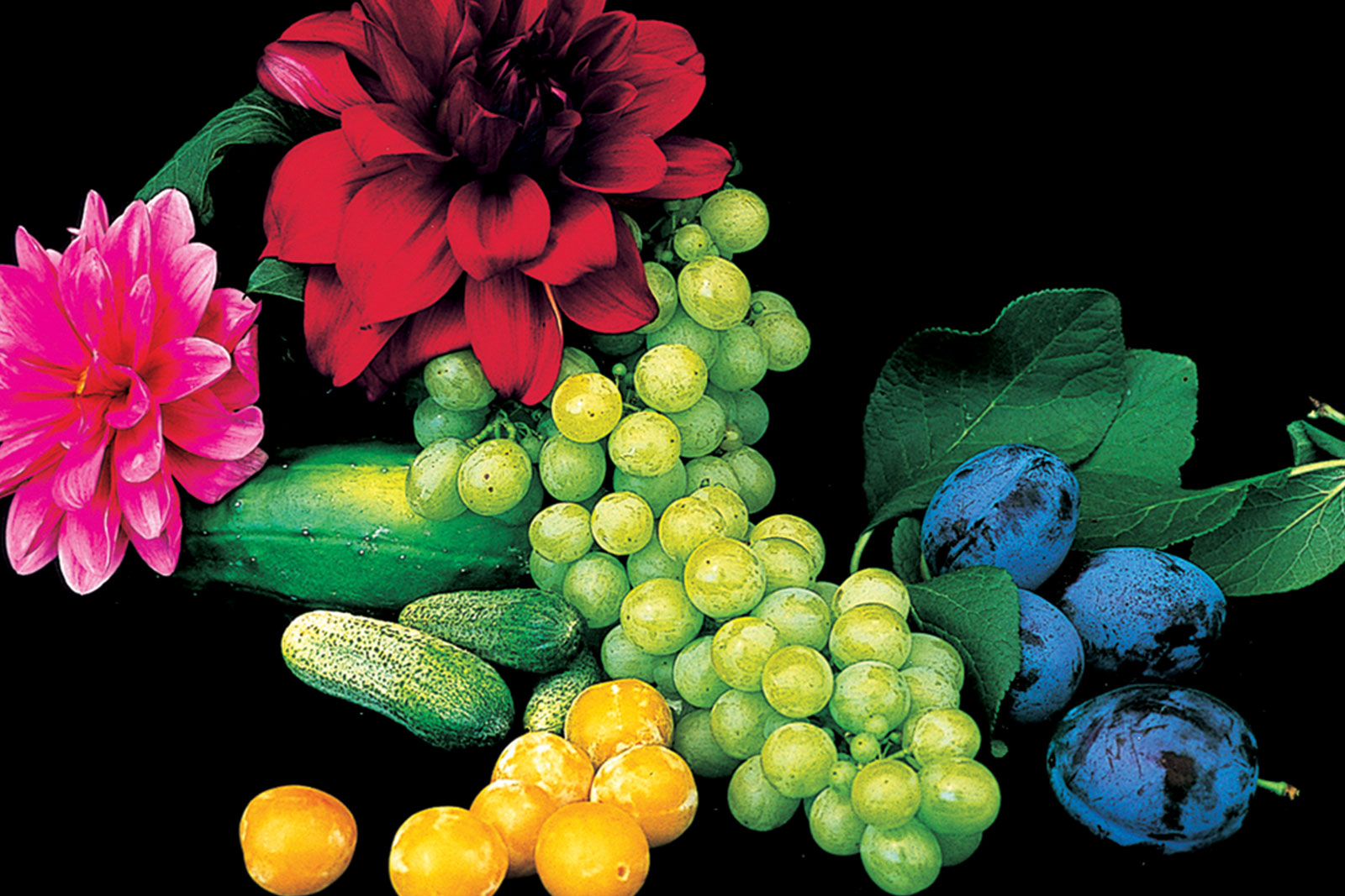 Shirana Shahbazi - Cardi Gallery Milan - 2009