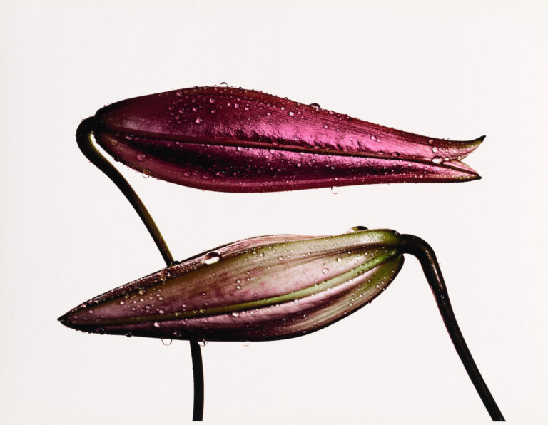 Irving Penn - Imperial Pink Bud, Imperial Gold Bud